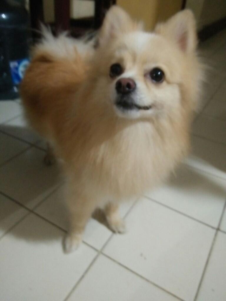 Mohon Bantuan Kaskuser - Telah Hilang Anjing Saya (Pomeranian)