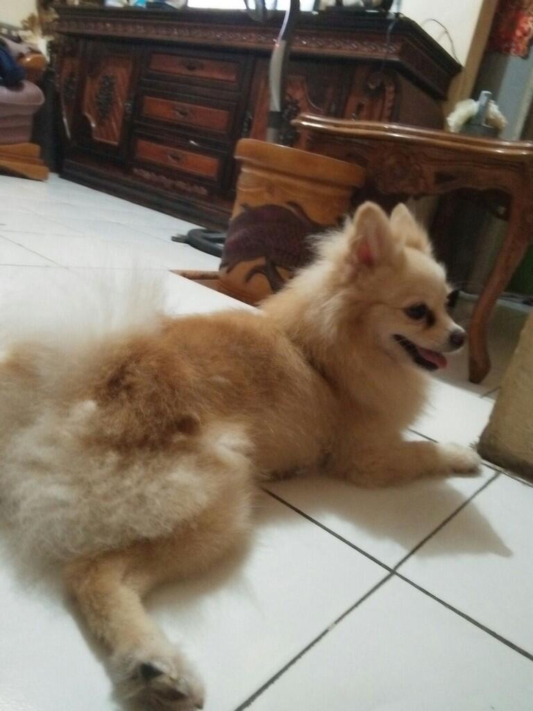 Mohon Bantuan Kaskuser - Telah Hilang Anjing Saya (Pomeranian)