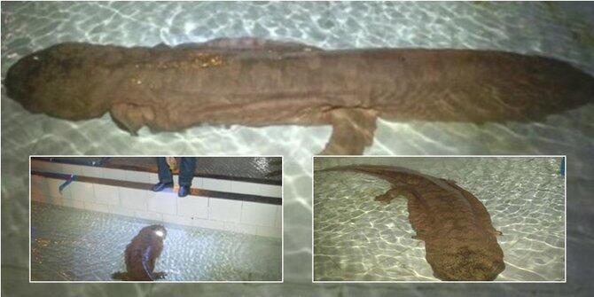Salamander berumur 200 tahun sebesar anjing ditemukan di China!
