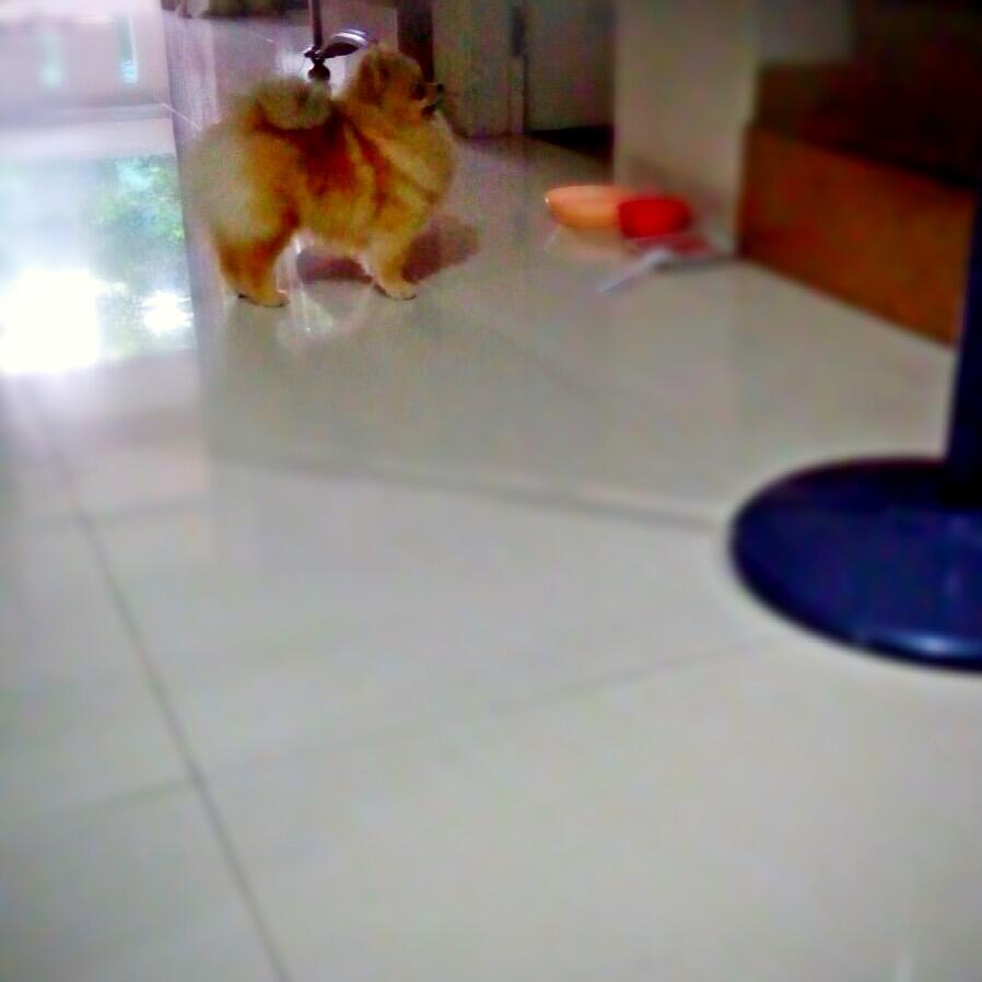 WASPADA!!! Penyakit Leptospirosir pada anjing