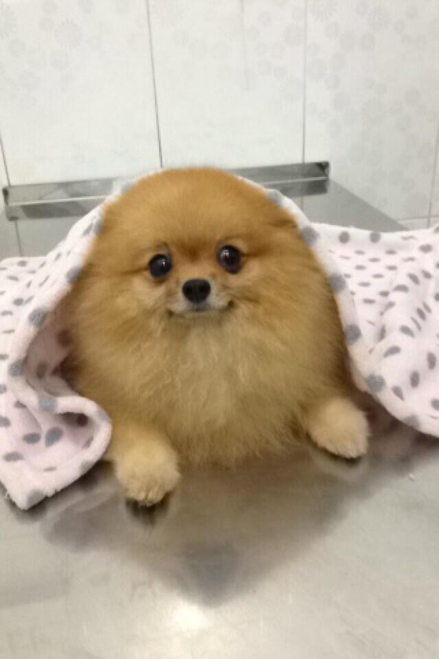 WASPADA!!! Penyakit Leptospirosir pada anjing