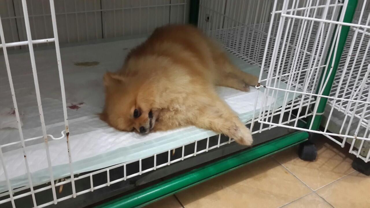 WASPADA!!! Penyakit Leptospirosir pada anjing