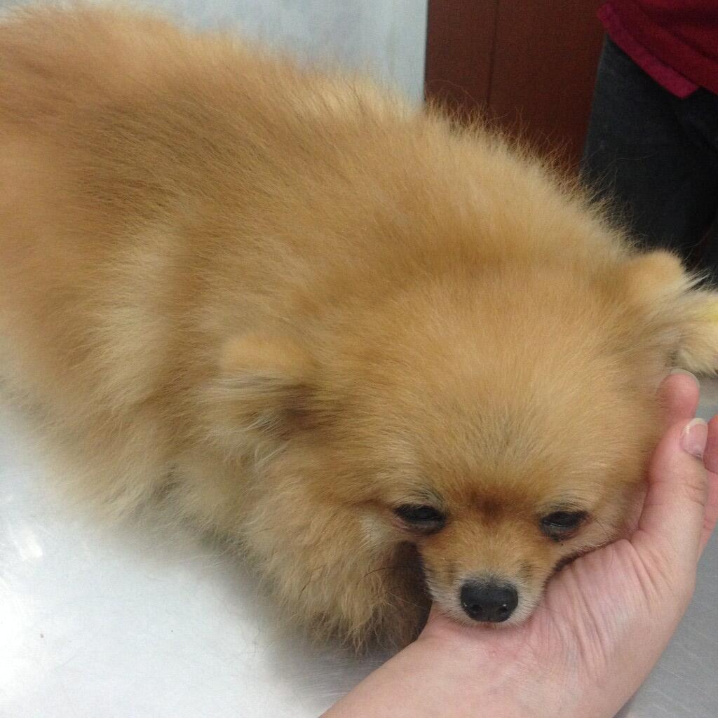 WASPADA!!! Penyakit Leptospirosir pada anjing
