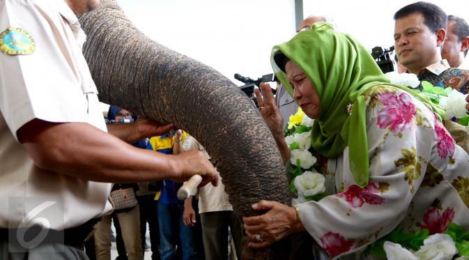 Indonesia Hebat ! Rumah Sakit Gajah Pertama di Negeri ini Gan!