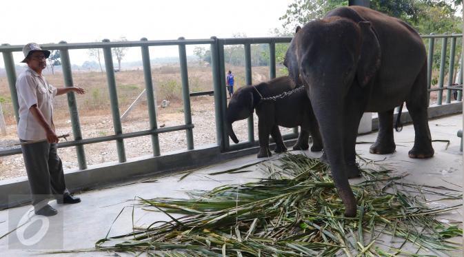 Indonesia Hebat ! Rumah Sakit Gajah Pertama di Negeri ini Gan!