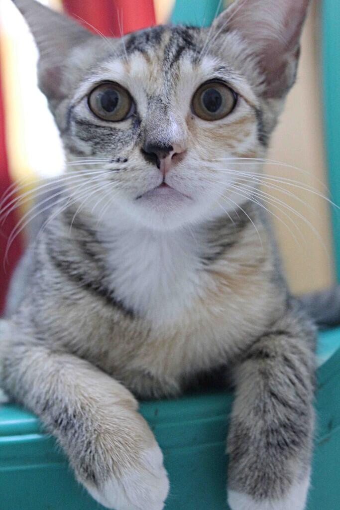 &#91;Hibah&#93;Kucing Medium Persia &amp; Domestik, Paketan Bonus Kandang (Bandung)