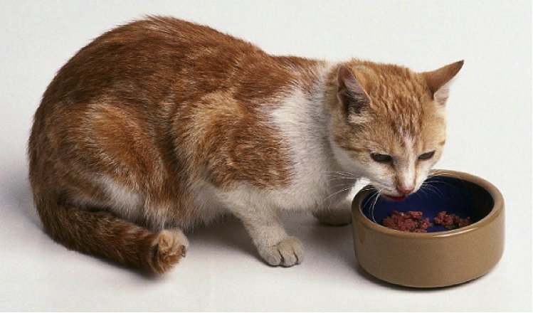 Terungkap Alasan Dibalik Mengapa Kucing Sekarang Doyan Banget Makanan Kemasan 