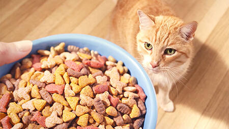 Terungkap Alasan Dibalik Mengapa Kucing Sekarang Doyan Banget Makanan Kemasan 