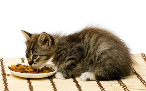 Terungkap Alasan Dibalik Mengapa Kucing Sekarang Doyan Banget Makanan Kemasan 
