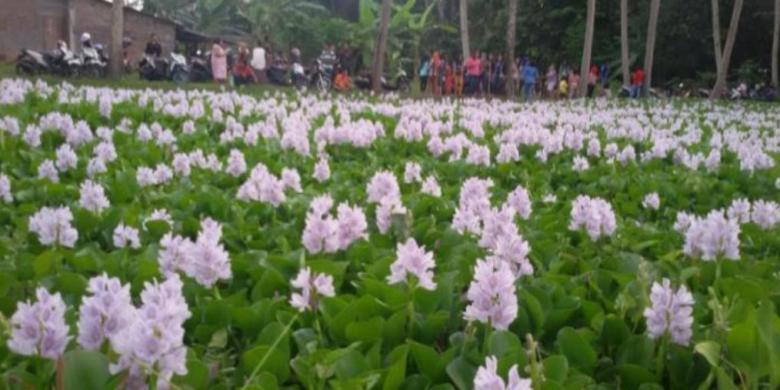 Setelah Amaryllis, Kini Giliran Eceng Gondok Jadi Sasaran Selfie Para ABG