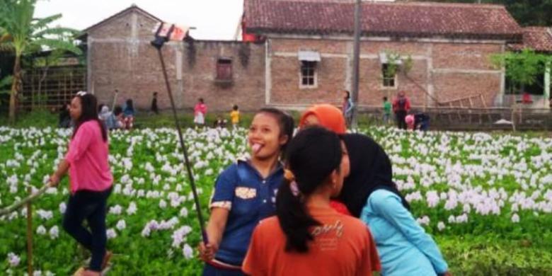 Setelah Amaryllis, Kini Giliran Eceng Gondok Jadi Sasaran Selfie Para ABG