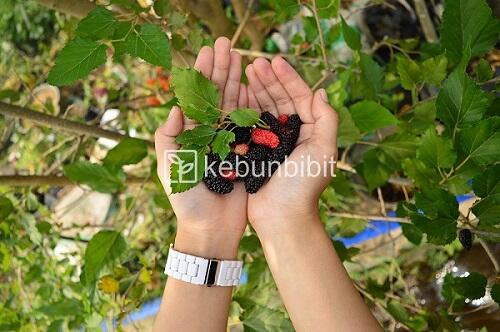 Kebun Bibit: Pohon Mullberry Yang Teduh dan Berkhasiat