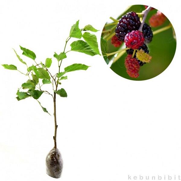 Kebun Bibit: Pohon Mullberry Yang Teduh dan Berkhasiat