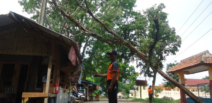 Mimin : Salahnya Pohon Di Pinggir Jalan ini Mau Menimpa Warung !!