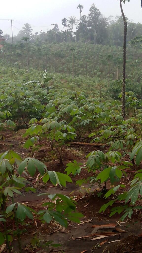 Dicari Investor/Mitra Kerja Budidaya Singkong