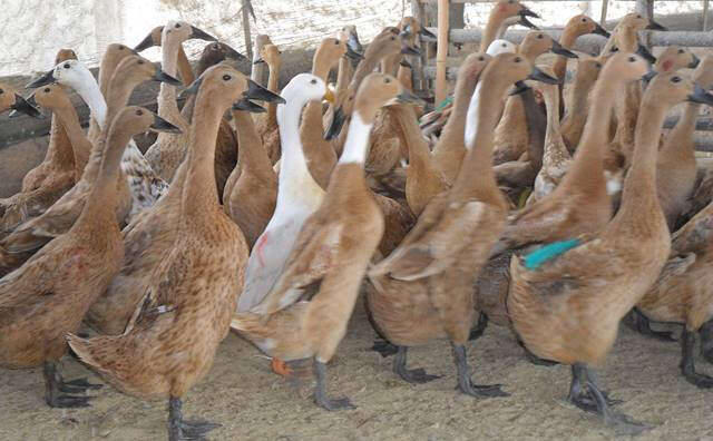 Bebek Lokal Peking Jakarta Tangerang Bekasi Depok Bogor