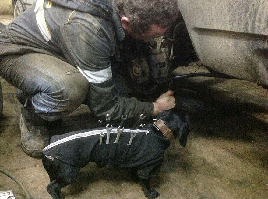 Hebat.... Anjing Ini Bisa 'Benerin" Mobil di Bengkel