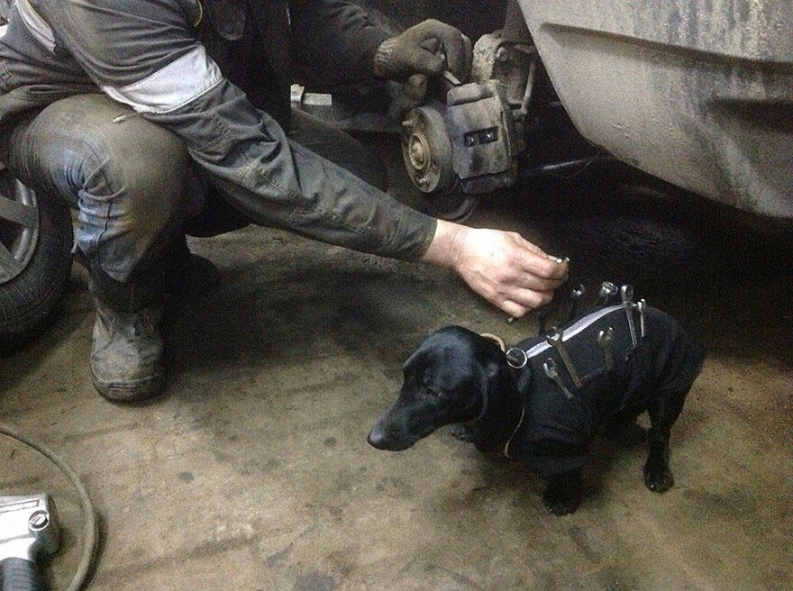 Hebat.... Anjing Ini Bisa 'Benerin" Mobil di Bengkel