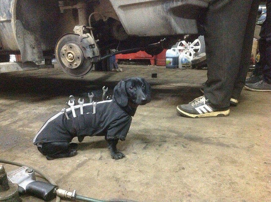 Hebat.... Anjing Ini Bisa 'Benerin" Mobil di Bengkel