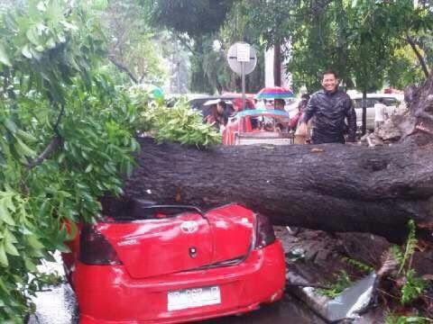 Pohon Tumbang Timpa 3 Mobil Hingga Ringsek Saat Hujan + Angin Kencang di Makassar...