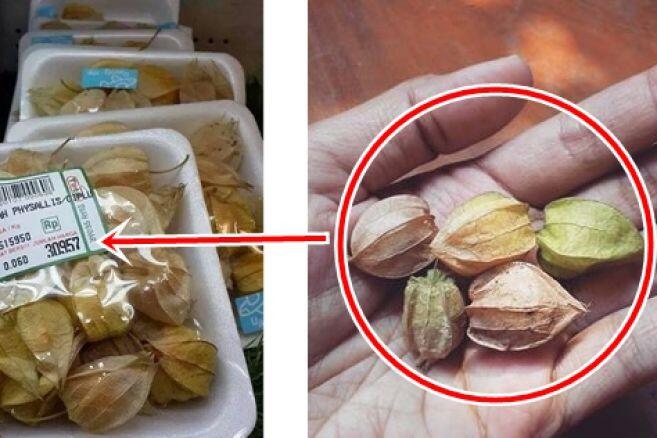 Siapa yang mengira, kini ciplukan harganya Rp 500 ribu/kg di mal