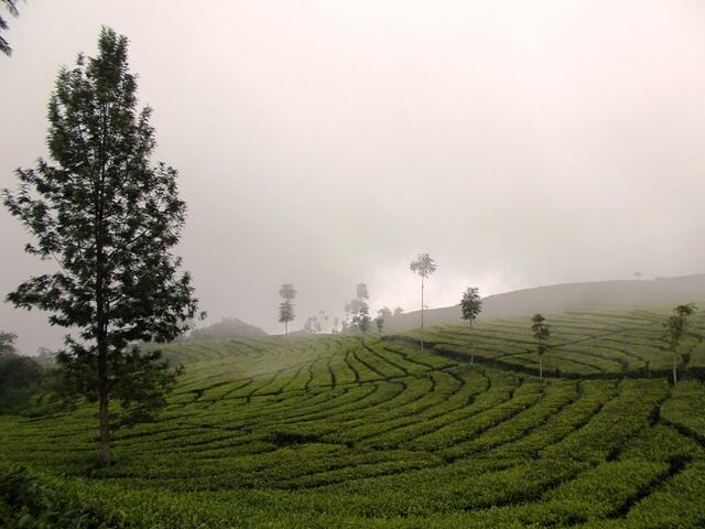 &#91;CATPER&#93; PESONA GUNUNG BUTAK