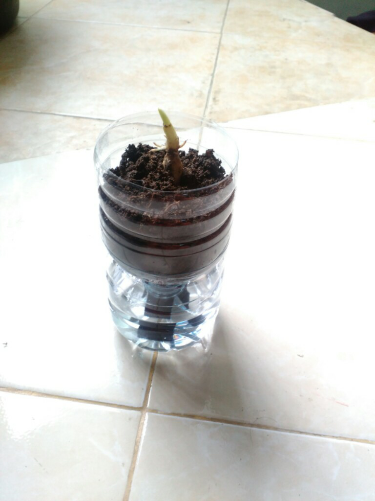 &#91;KOMBAT - Kaskuser Go Green&#93; Self Watering Pot dari Botol Bekas