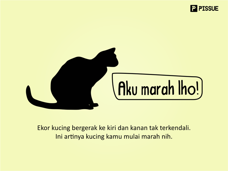 Tahukah Kamu Kalau Ekor Kucing Itu Bisa Menunjukan Ekpresi Si Kucing?