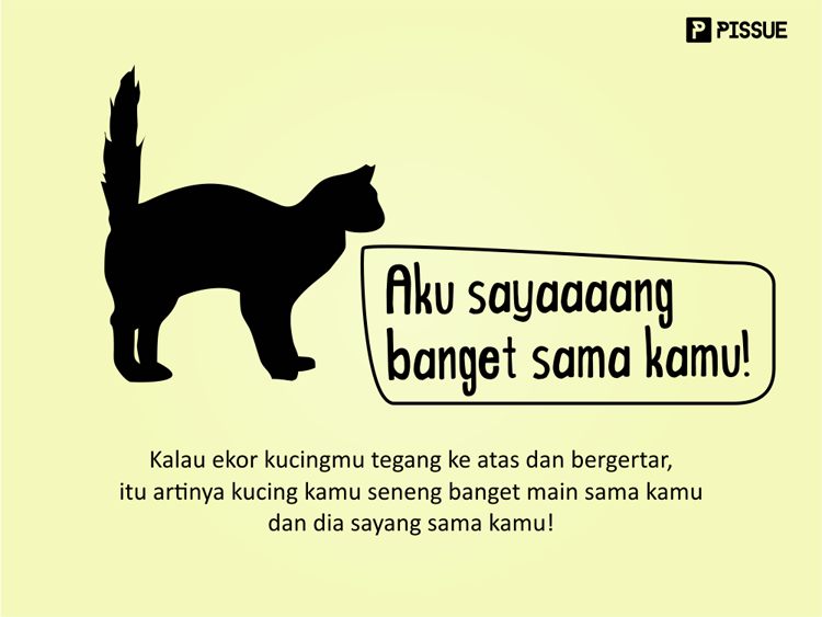 Tahukah Kamu Kalau Ekor Kucing Itu Bisa Menunjukan Ekpresi Si Kucing?