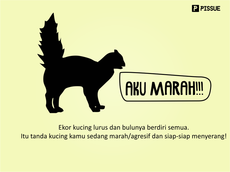 Tahukah Kamu Kalau Ekor Kucing Itu Bisa Menunjukan Ekpresi Si Kucing?