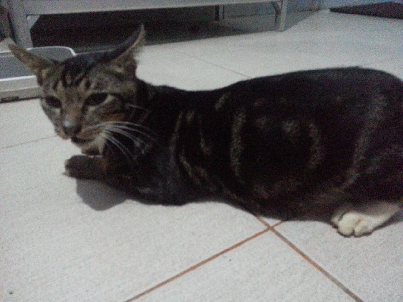 Kucing 3 warna