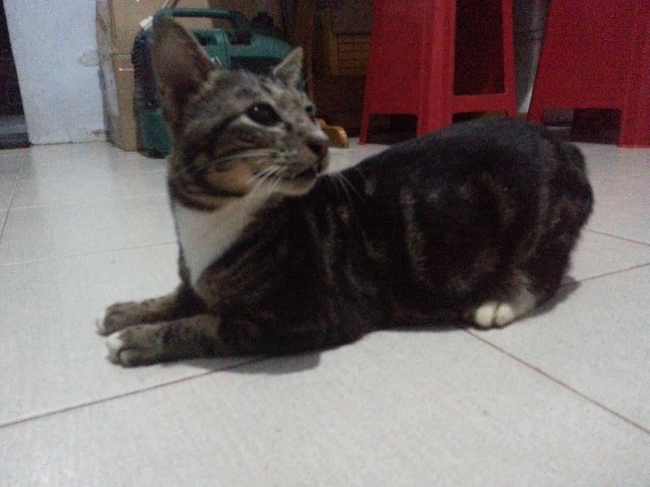 Kucing 3 warna