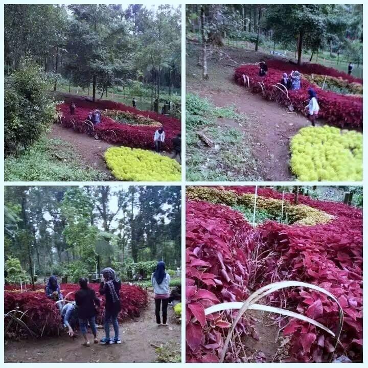 Lagi, pengunjung selfie rusak taman bunga di Kebun Raya Baturaden!