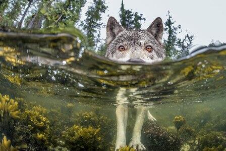 20 Foto terbaik National Geographic 2015