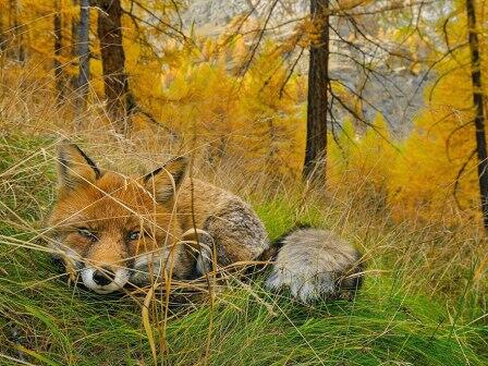 20 Foto terbaik National Geographic 2015