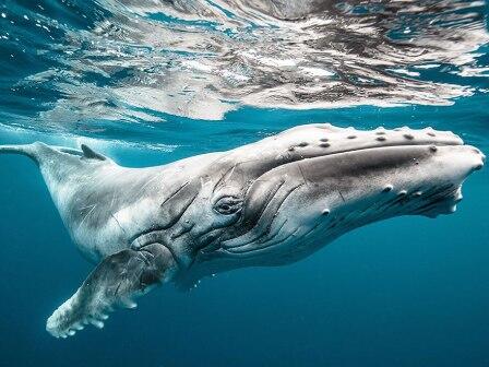 20 Foto terbaik National Geographic 2015