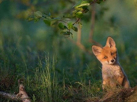 20 Foto terbaik National Geographic 2015