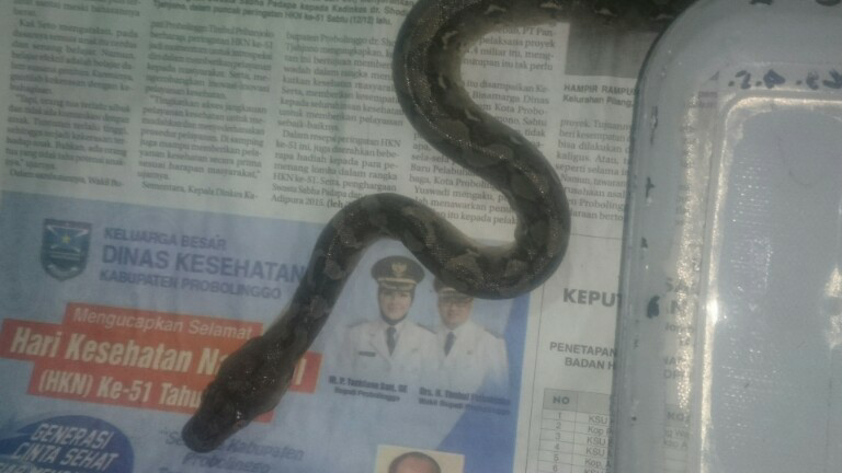 Ular ane ini lokality mana yah?