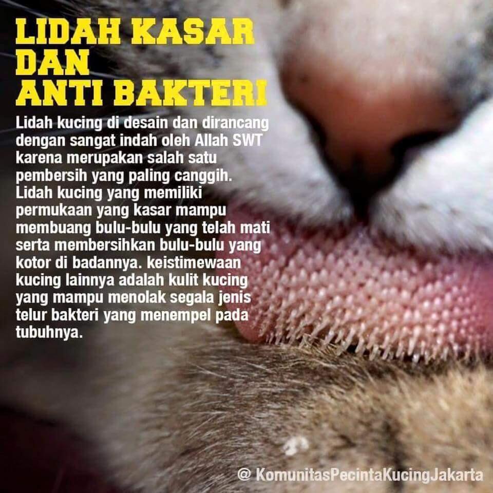 5 Fakta ini membuktikan bahwa Kucing adalah hewan yang paling cocok untuk dipelihara