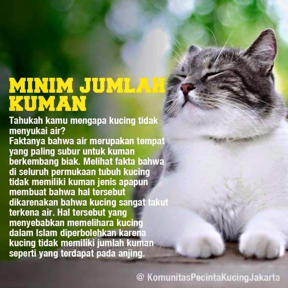 5 Fakta ini membuktikan bahwa Kucing adalah hewan yang paling cocok untuk dipelihara