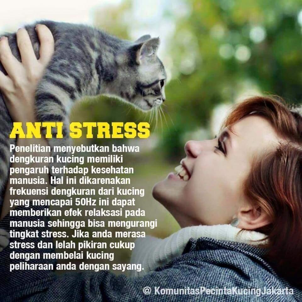 5 Fakta ini membuktikan bahwa Kucing adalah hewan yang paling cocok untuk dipelihara