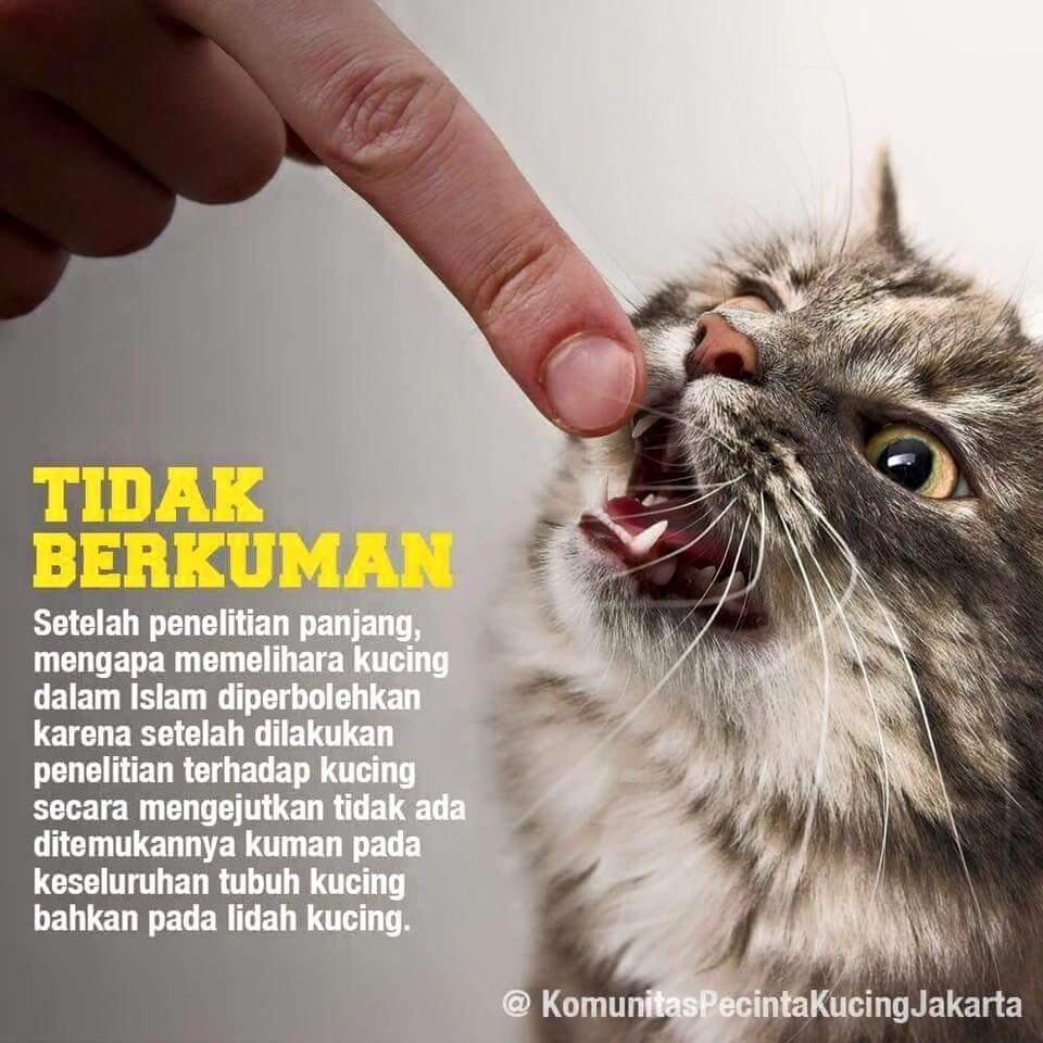 5 Fakta ini membuktikan bahwa Kucing adalah hewan yang paling cocok untuk dipelihara