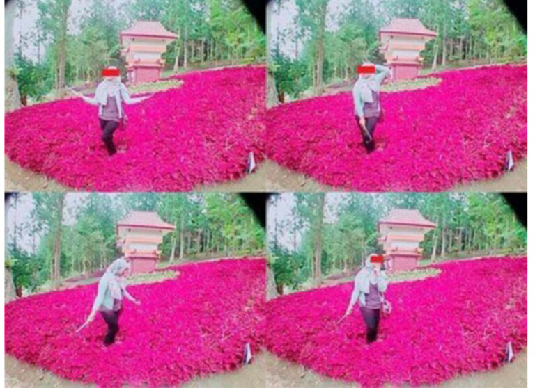 LAGI !!! Sudah Dipagar, Taman Bunga Baturraden Tetap Dirangsek Penggemar Selfie