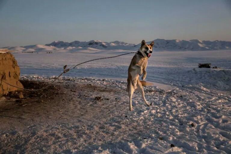 Astonishing Animal Photos of 2015