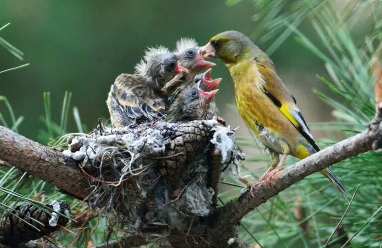 Astonishing Animal Photos of 2015