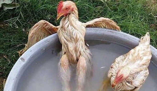 Foto Ayam Seksi Sedang Menikmati Pemandian Air Panas.....