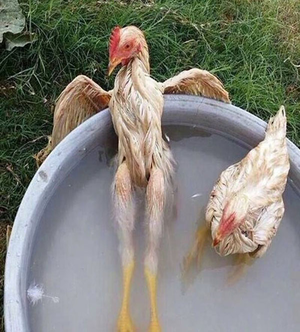 Foto Ayam Seksi Sedang Menikmati Pemandian Air Panas.....