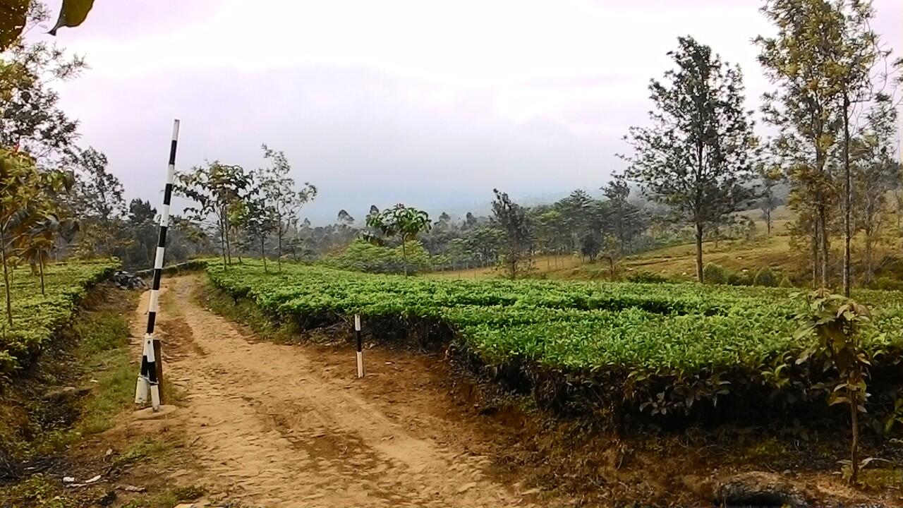 Indahnya Indonesia ( Gunung Cikuray Garut ) 