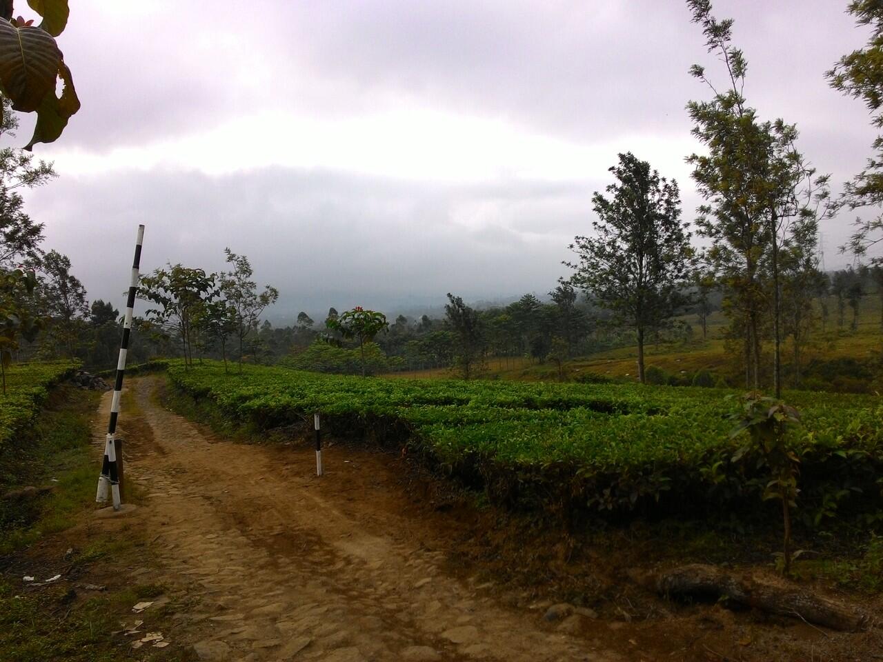 Indahnya Indonesia ( Gunung Cikuray Garut ) 