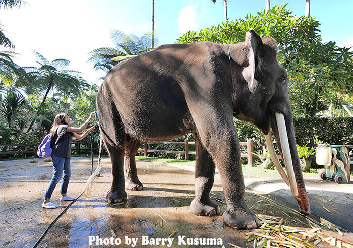 Bali juga punya atraksi Gajah lho gan..